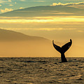 Whale Tale, Humpback Whale (megaptera