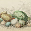 Jardine's Naturalists Library. Vol 2